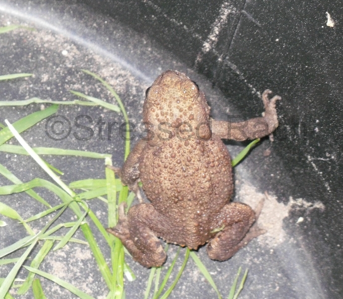 Toad