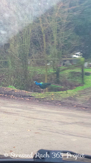 peacock