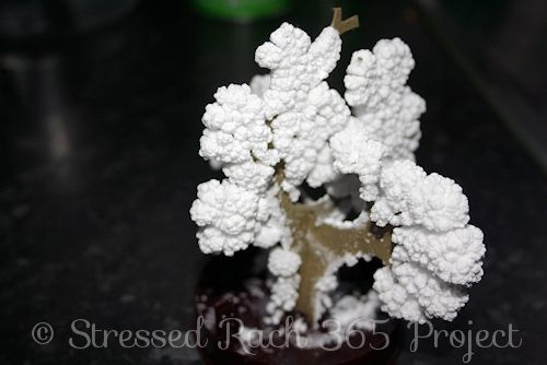 bonsai tree