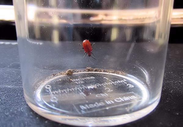 bug