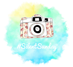 Silent Sunday Linky