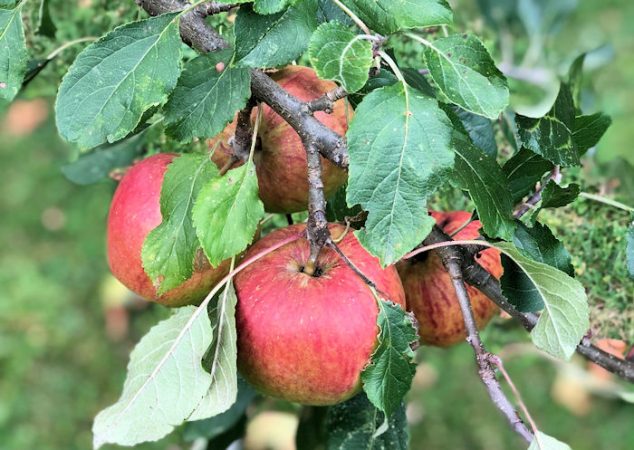 #SilentSunday Apples on Tree