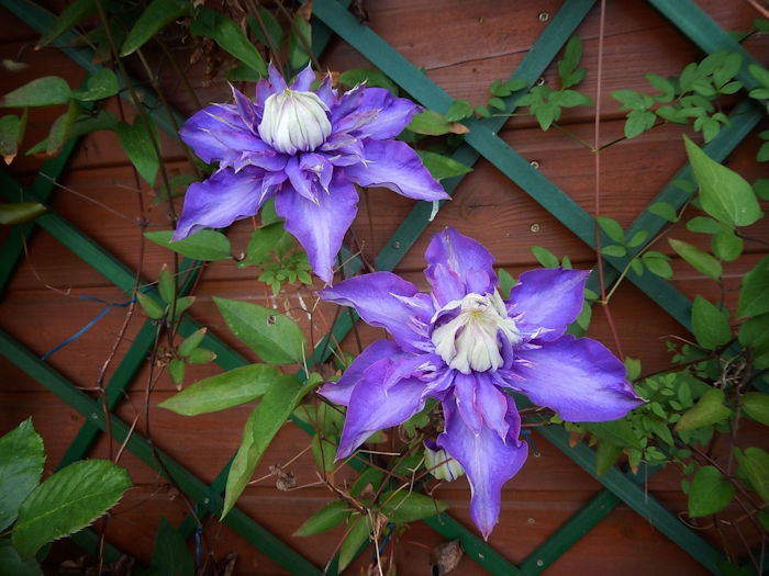 trellis with purple flowers
