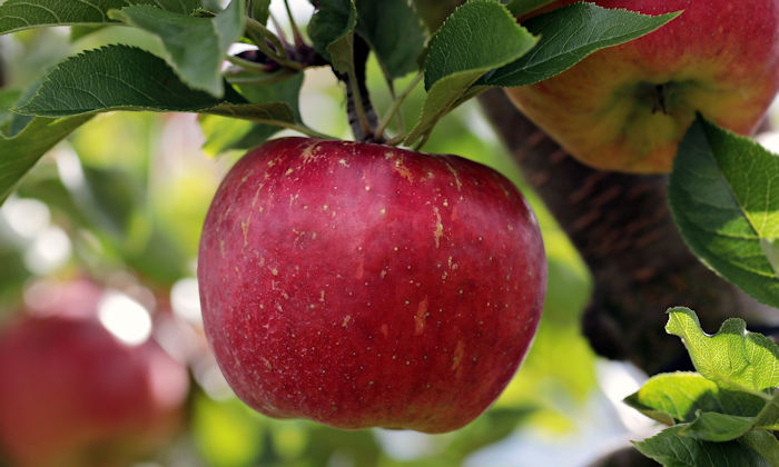 Apple cider vinegar for straightening hair