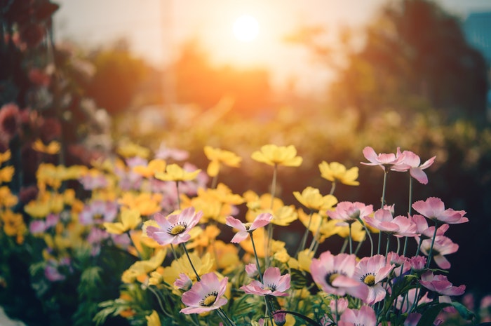 blossom, flowers, garden spring summer