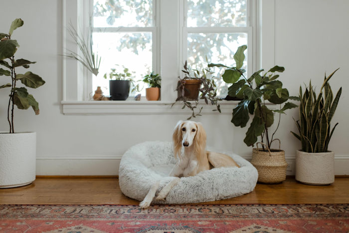 domestic life during covid dog in dogs bed by window