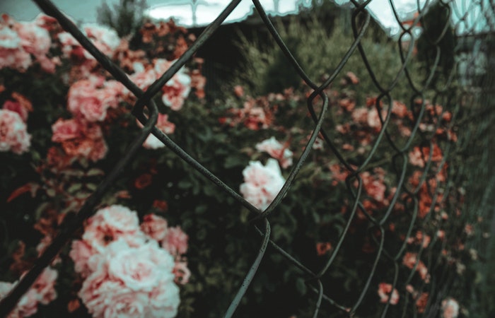 bushes with flowers by fence Kerb Appeal