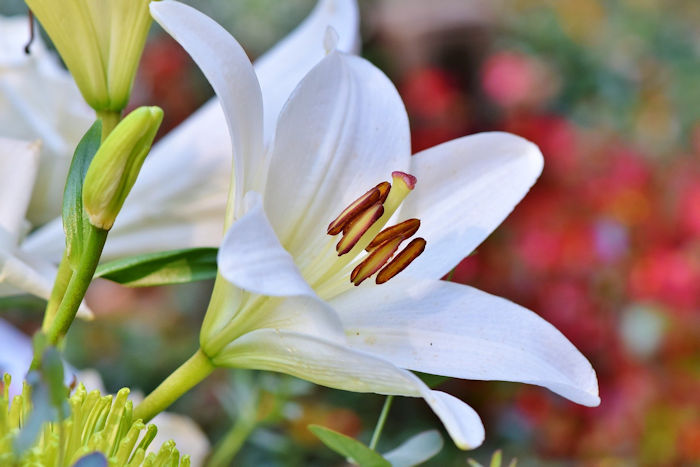 flower bed lillies white lilly open