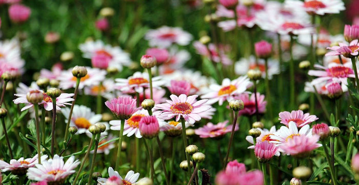 garden pink flowers, daisies, curb appeal