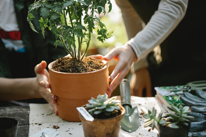plant pot with plant garden paradise