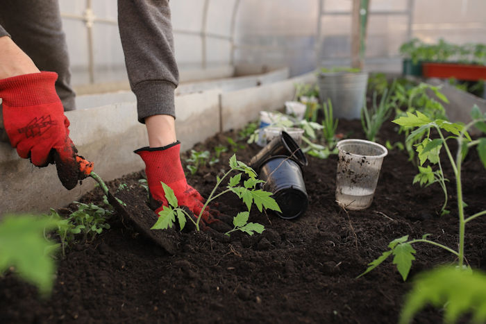 garden hacks green house planting, plants