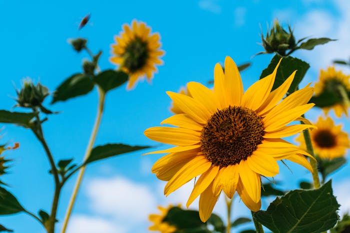 sunflower Drug Rehab