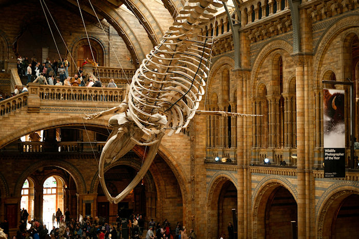 School Trips Natural History Museum